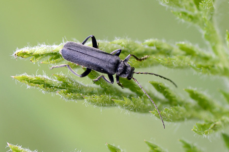 Cantharis di colore nero